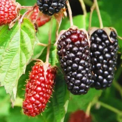 Columbia Star Blackberry