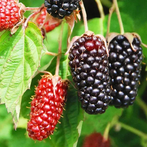 Columbia Star Blackberry 1 Columbia Star Blackberry