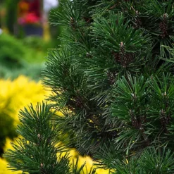 Columnar Mugo Pine -The Tree Center Columnar Mugo Pine 2 copy jpg
