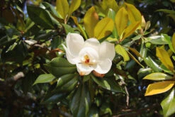 Southern Magnolia Tree -The Tree Center Common Southern Magnolia 03 600x400 1
