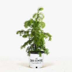 Colorado Concolor White Fir -The Tree Center Concolor Fir 5G 01 600x600 1