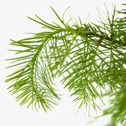 Colorado Concolor White Fir