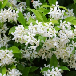 Southern Jasmine -The Tree Center Confederate Jasmine 3 copy 600x600 1