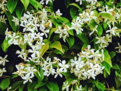 Southern Jasmine -The Tree Center Confederate Jasmine 4 copy 600x450 1
