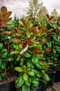 Teddy Bear Southern Magnolia -The Tree Center Copy of 3C9A0732 600x900 1