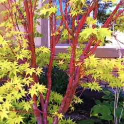Coral Bark Japanese Maple -The Tree Center Coral Bark Japanese Maple 03 copy jpg