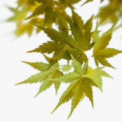 Coral Bark Japanese Maple -The Tree Center Coral Bark Japanese Maple 5G 03 copy 1 600x600 1