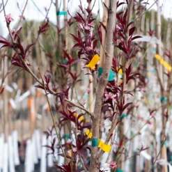 Corinthian Pink Flowering Peach Tree -The Tree Center CorinthianPinkFloweringPeachTree4 600x600 1