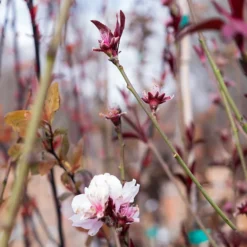 Corinthian Pink Flowering Peach Tree -The Tree Center CorinthianPinkFloweringPeachTree8 600x600 1