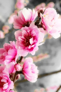 Corinthian Rose Flowering Peach Tree -The Tree Center Corinthian Rose Flowering Peach 1.2 jpg webp