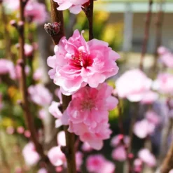 Corinthian Rose Flowering Peach Tree -The Tree Center Corinthian Rose Flowering Peach 3 copy jpg webp