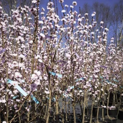 Corinthian Rose Flowering Peach Tree -The Tree Center Corinthian Rose Flowering Peach Tree 2 600x600 1