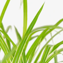 Cosmopolitan Maiden Grass 7 Cosmopolitan Maiden Grass -The Tree Center Cosmopolitan Maiden Grass 3G 02 copy 1 600x600 1