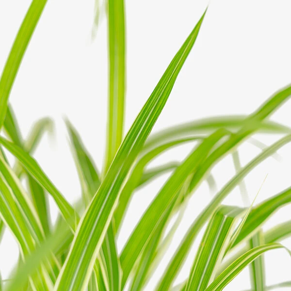 Cosmopolitan Maiden Grass 3 Cosmopolitan Maiden Grass - Image 3