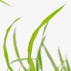 Cosmopolitan Maiden Grass 8 Cosmopolitan Maiden Grass -The Tree Center Cosmopolitan Maiden Grass 3G 03 copy 1 600x600 1