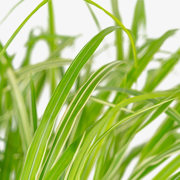 Cosmopolitan Maiden Grass 1 Cosmopolitan Maiden Grass