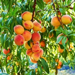 Country Sweet Peach -The Tree Center Country Sweet Yellow Peach 1 copy jpg webp