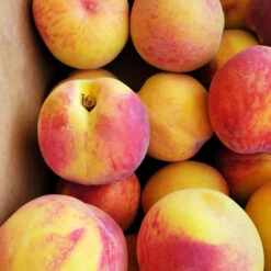 Country Sweet Peach -The Tree Center Country Sweet Yellow Peach 2 copy 600x600 1