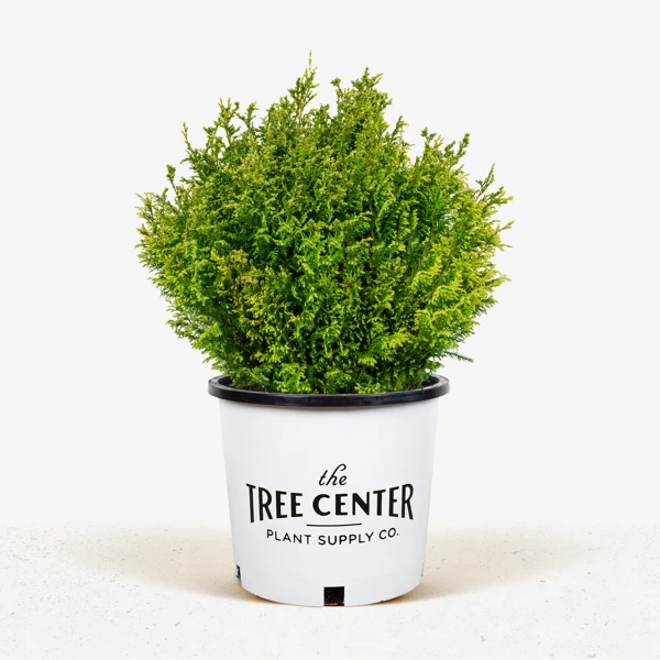 Cream Ball Sawara Cypress 1 Cream Ball Sawara Cypress