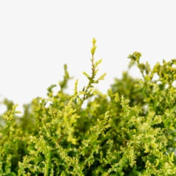 Cream Ball Sawara Cypress 7 Cream Ball Sawara Cypress -The Tree Center Cream Ball Sawara Cypress 3G 02 copy 2 600x600 1