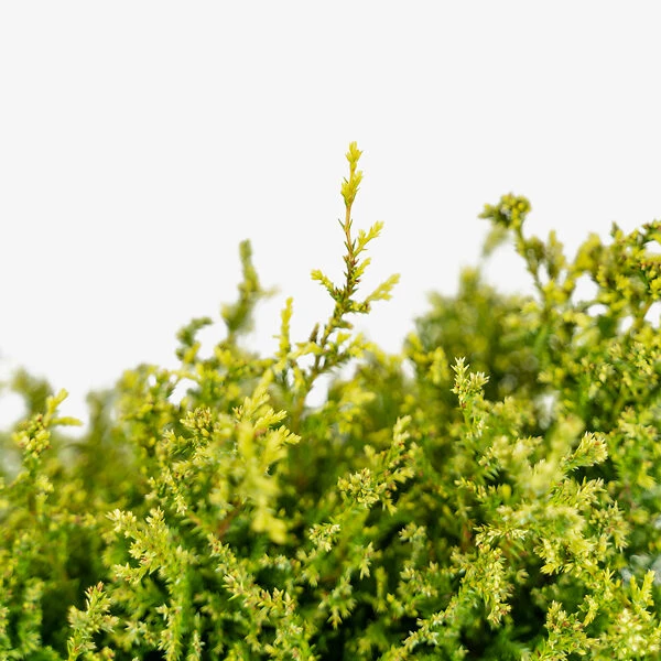 Cream Ball Sawara Cypress 3 Cream Ball Sawara Cypress - Image 3