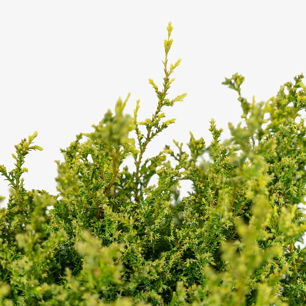 Cream Ball Sawara Cypress 2 Cream Ball Sawara Cypress - Image 2