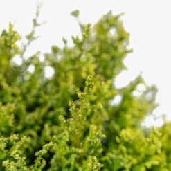 Cream Ball Sawara Cypress 8 Cream Ball Sawara Cypress -The Tree Center Cream Ball Sawara Cypress 3G 05 copy 2 600x600 1