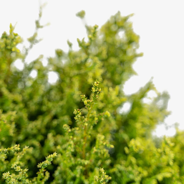 Cream Ball Sawara Cypress 4 Cream Ball Sawara Cypress - Image 4