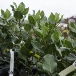 Crestwood Bay Laurel -The Tree Center CrestwoodBayLaurel 600x600 1