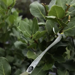 Crestwood Bay Laurel -The Tree Center CrestwoodBayLaurel4 600x600 1