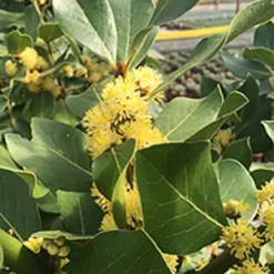 Crestwood Bay Laurel -The Tree Center Crestwood Bay Laurel 1 copy jpg