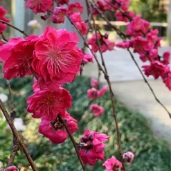 Crimson Cascade Weeping Peach -The Tree Center Crimson Cascade Weeping Peach 4 copy jpg