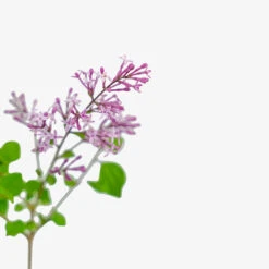 Crimson Doll™ Lilac -The Tree Center Crimson Doll Lilac 3G 02 copy 1 600x600 1