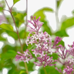 Crimson Doll™ Lilac -The Tree Center Crimson Doll Lilac 3G 04 copy 1 600x600 1