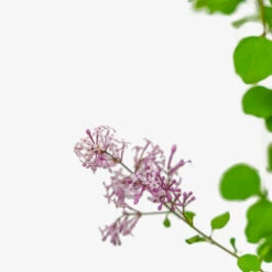 Crimson Doll™ Lilac -The Tree Center Crimson Doll Lilac 3G 05 copy 1 600x600 1
