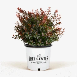 Crimson Pygmy Barberry 9 Crimson Pygmy Barberry -The Tree Center Crimson Pygmy Barberry 3G 01 1 600x600 1