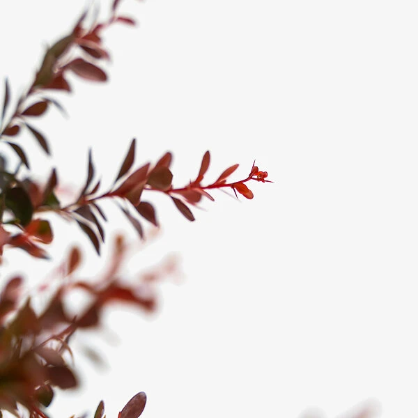 Crimson Pygmy Barberry 1 Crimson Pygmy Barberry