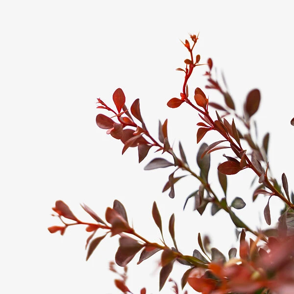 Crimson Pygmy Barberry 4 Crimson Pygmy Barberry - Image 4