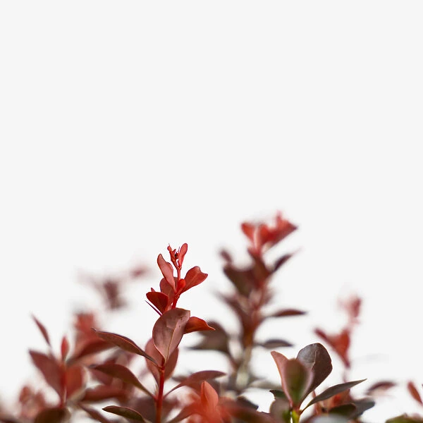 Crimson Pygmy Barberry 2 Crimson Pygmy Barberry - Image 2