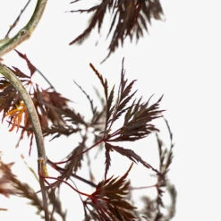 Crimson Queen Japanese Maple -The Tree Center Crimson Queen Japanese Maple 5G 03 copy 600x600 1