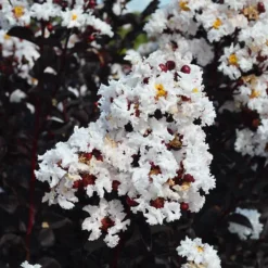 Crystalline™ Black Diamond® Crape Myrtle -The Tree Center Crystalline Black Diamond Crape Myrtle 2 copy 600x600 1