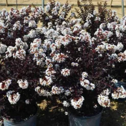 Crystalline™ Black Diamond® Crape Myrtle -The Tree Center Crystalline Black Diamond Crape Myrtle 4 copy 600x600 1