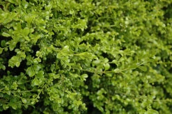 Curly Locks Boxwood -The Tree Center Curly Locks Boxwood 1 600x399 1