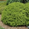 Curly Locks Boxwood