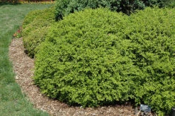 Curly Locks Boxwood
