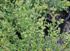 Curly Locks Boxwood -The Tree Center Curly Locks Boxwood 4 jpg webp