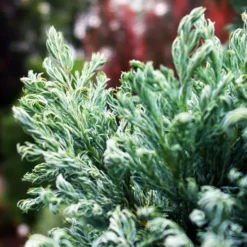 Curly Tops Sawara Cypress 6 Curly Tops Sawara Cypress -The Tree Center Curly Top Sawara Cypress 2 copy jpg webp