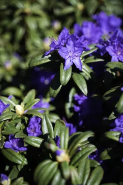 Blue Baron Rhododendron -The Tree Center DSC01595 Edit 600x900 1