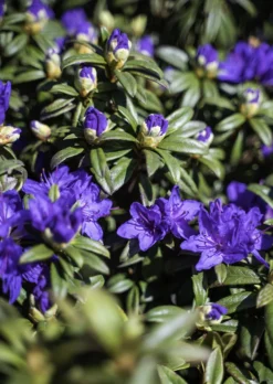 Blue Baron Rhododendron -The Tree Center DSC01599 Edit copy 600x846 1