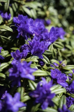 Blue Baron Rhododendron -The Tree Center DSC01634 Edit 600x900 1